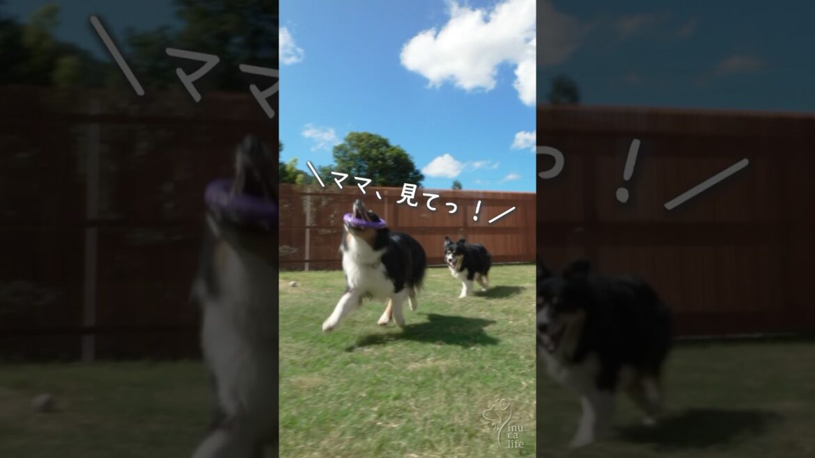 ぴょんぴよん楽しそうなオゥシーが可愛い #ボーダーコリー #オーストラリアンシェパード #dog
