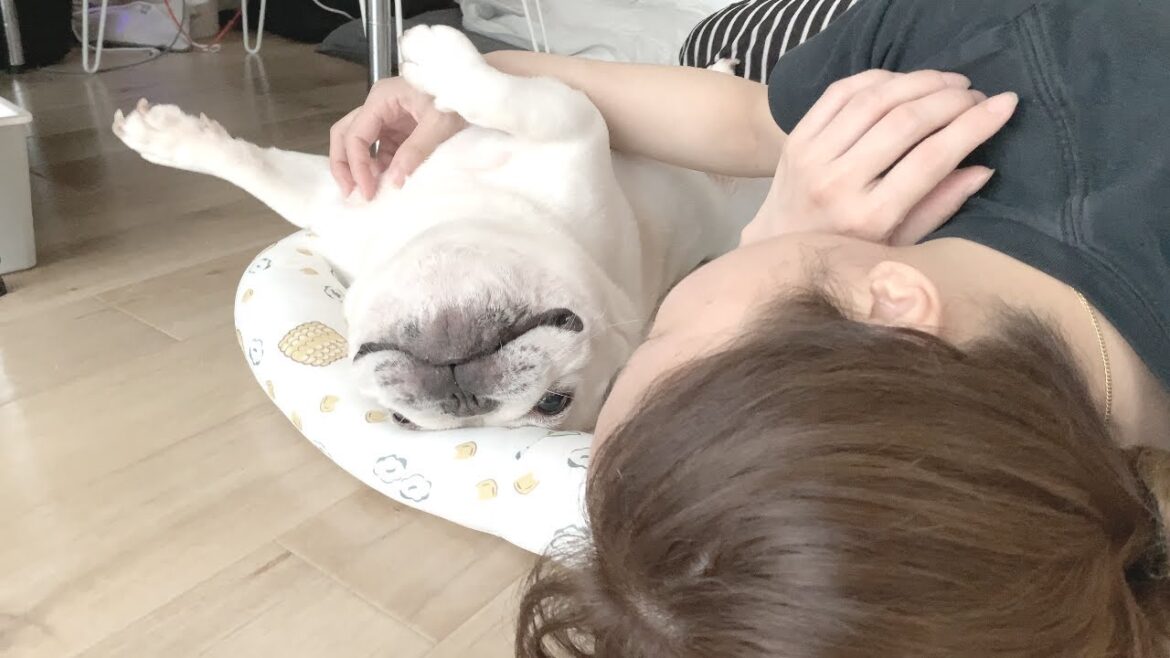 できることなら…愛犬とずっとこうしていたい【フレンチブルドッグ frenchbulldog】