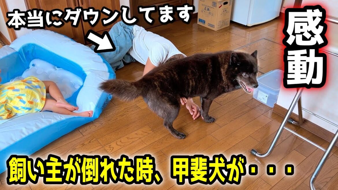 【感動】飼い主が倒れた時、甲斐犬の行動が忠犬すぎた