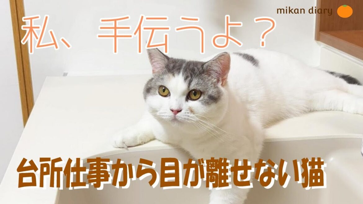 【スコティッシュフォールド】台所仕事から目が離せない猫