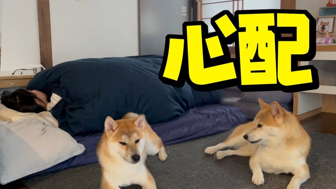 突然の緊急事態が…寝込む娘を心配し寄り添う柴犬姉妹