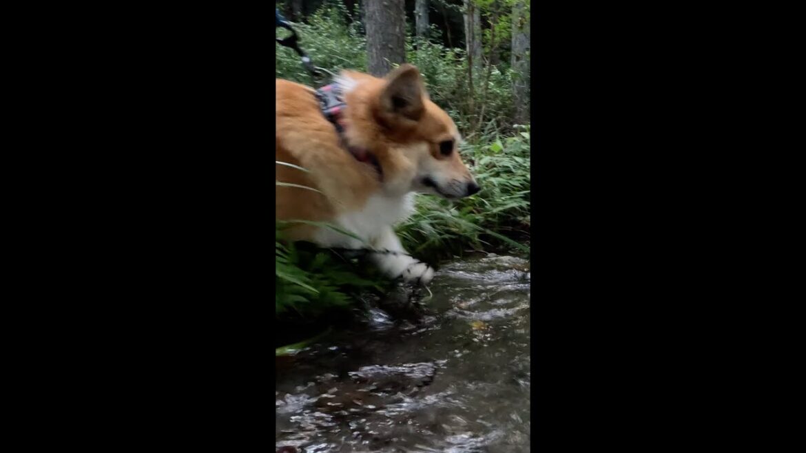 さりげなく川に入るコーギー / Corgi casually entering the stream #corgi #サクラ #コーギー