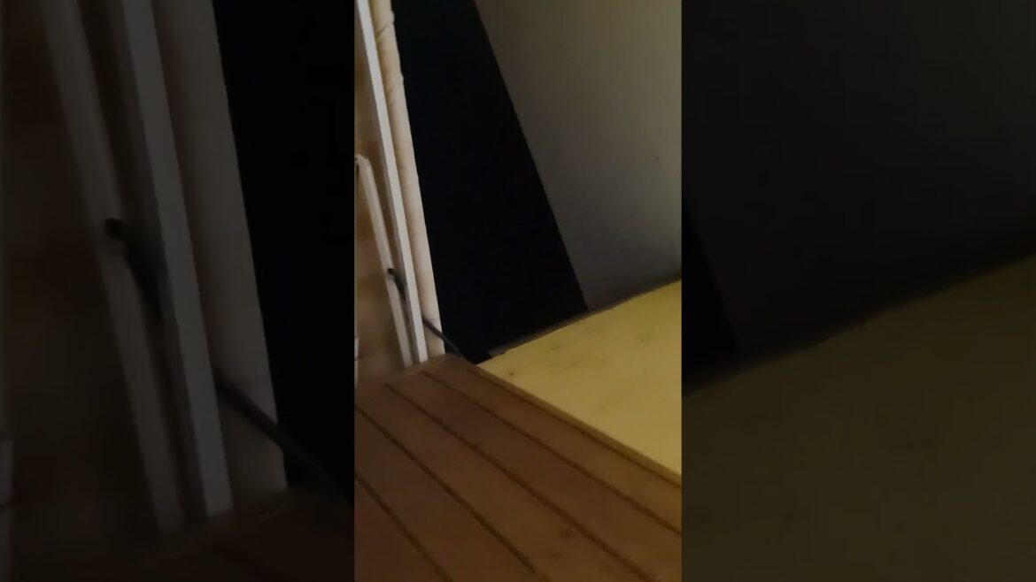 Maine Coon in Azione: Mike e Mendy alla Caccia dei Pipistrelli! #mainecoon #shorts