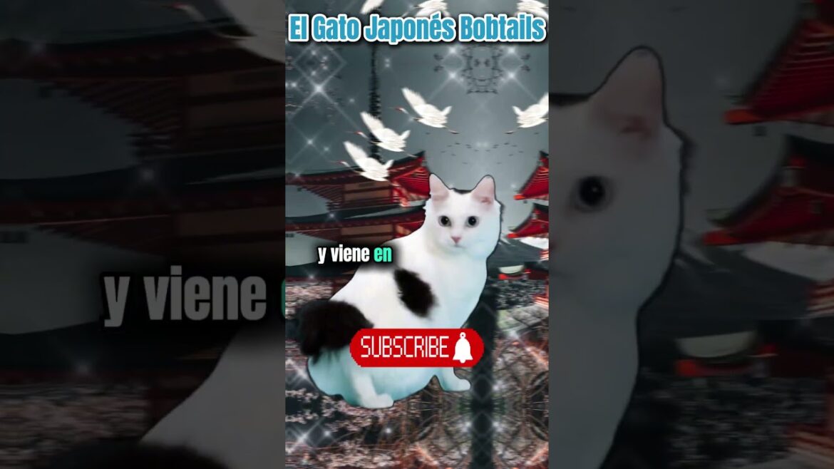 El Gato Japones Bobtail #gatos #datosinteresantes #tendencia #tiktok #datosincreíbles #datos #10k El Gato Japones Bobtail #gatos #datosinteresantes #tendencia #tiktok #datosincreíbles #datos #10k