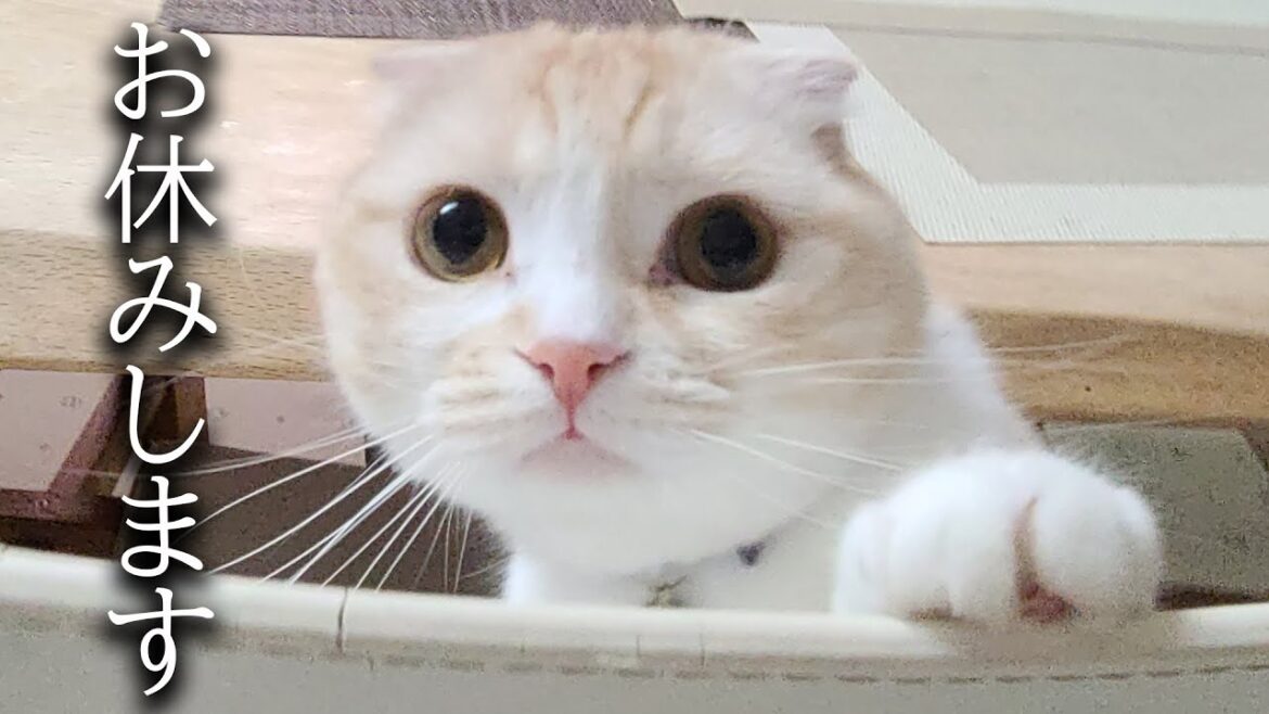 嘔吐して調子が悪いのでお休みします… 嘔吐して調子が悪いのでお休みします...