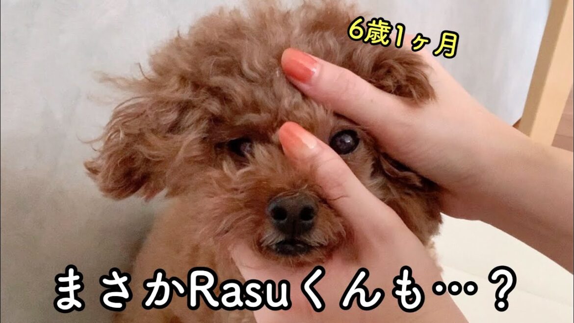 Rasuくんの新たな病気が発覚…。トイプードルのTaruto &Rasuku