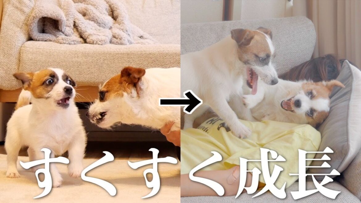 【子犬7ヶ月】見た目は成長したけど中身は全然成長しない子犬/ジャックラッセルテリア