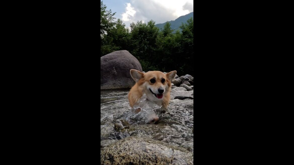渡渉するコーギー / Corgi crossing the stream #サクラ #corgi #コーギー