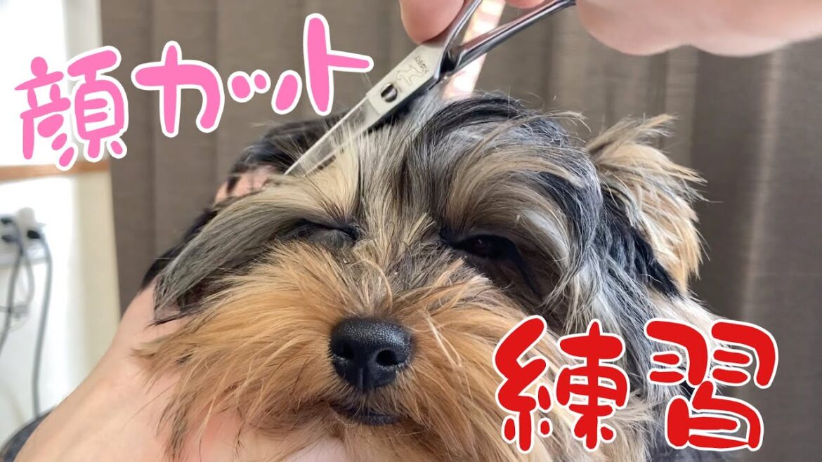 【ヨークシャテリア】子犬のカット練習の様子［兵庫ペット医療センター 尼崎本院］Happy dog glooming