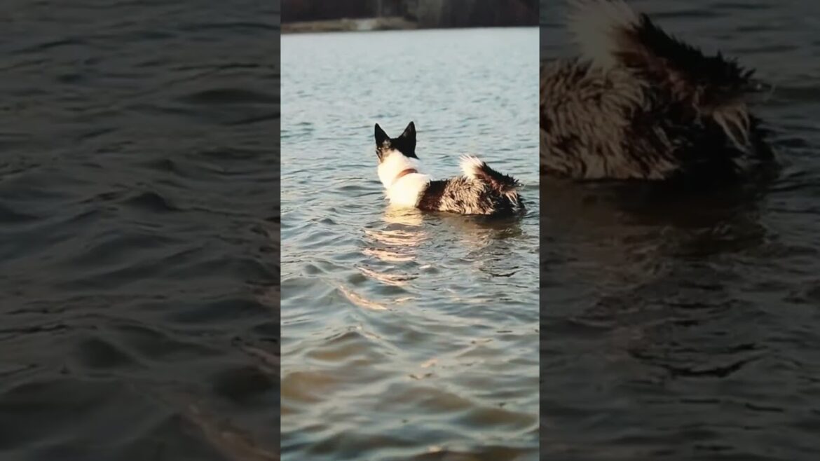 Border Collie: El Perro Más Inteligente del Mundo Border Collie: El Perro Más Inteligente del Mundo