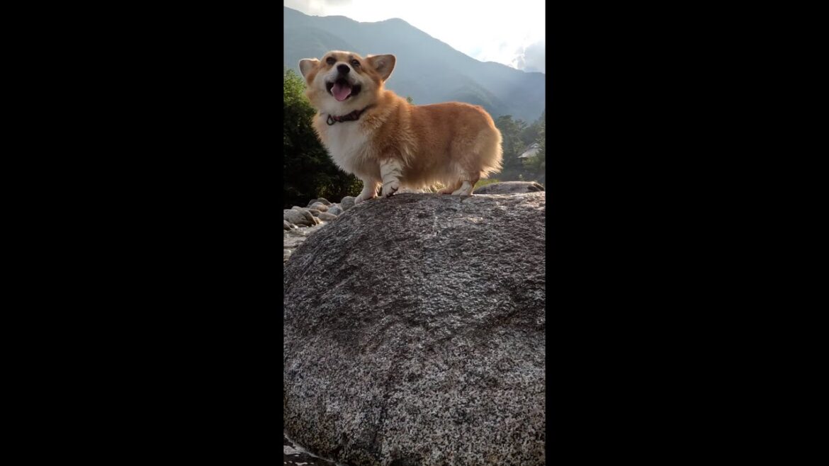 岩の上に立つコーギー / Corgi standing on boulder #corgi #サクラ #コーギー