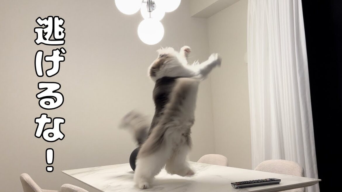 侵入者（虫）におちょくられる猫【メインクーン】