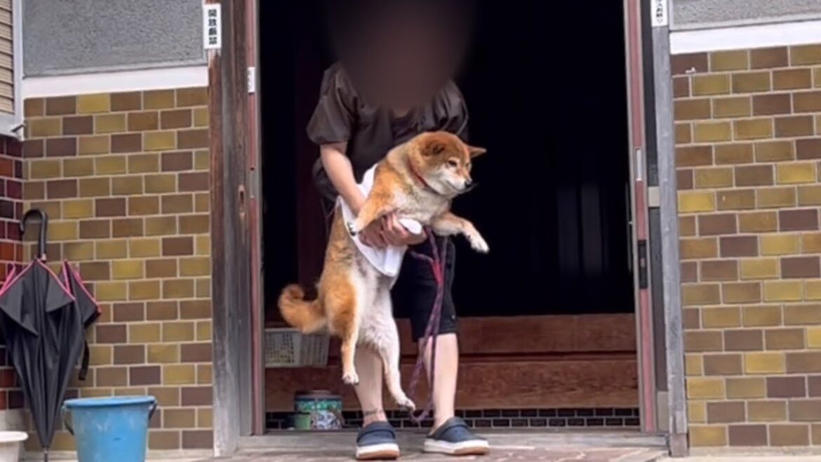 盆前にお風呂に入れられた柴犬