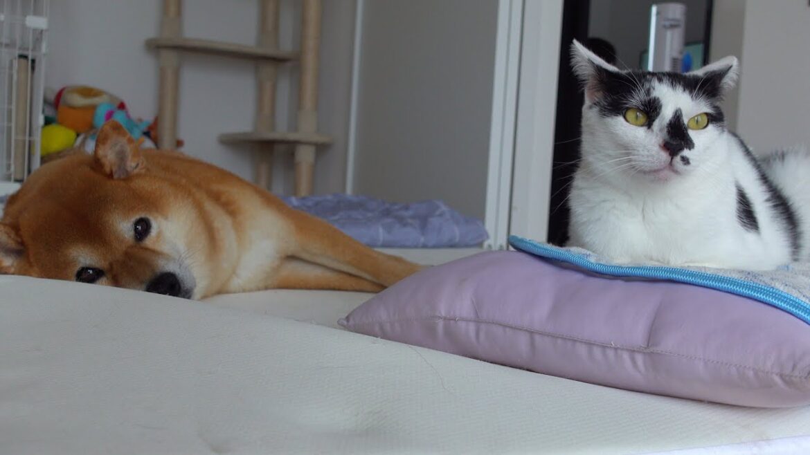 柴犬ハチが好きすぎる猫、種族を超えた絆に心温まる。