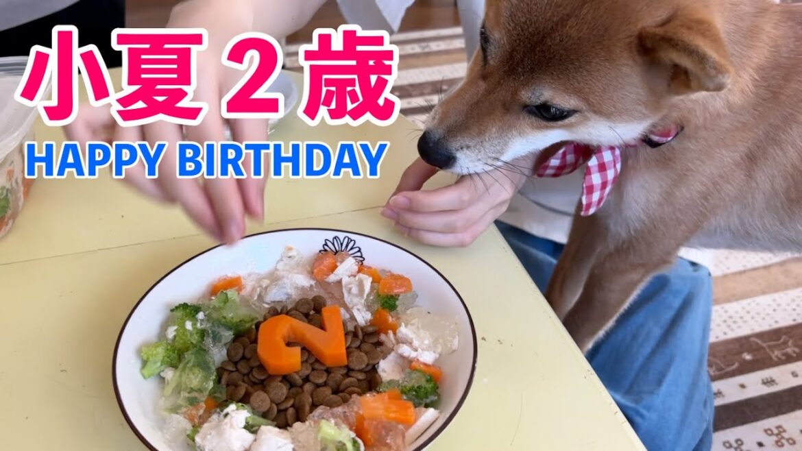 【おめでとう】ジュレが気になる柴犬はソワソワ 小夏2歳の誕生日 【おめでとう】ジュレが気になる柴犬はソワソワ 小夏2歳の誕生日