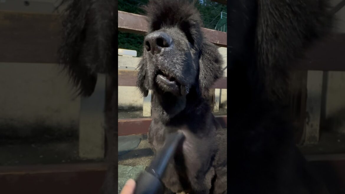 ニューファンドランド ボス君 7歳 シャンプー🚿 可愛い 大きい 優しい BOSS 大型犬 超大型犬 多頭飼い 渡辺ボス 犬好き ニューファン Newfoundland dog ブロアー トリミング