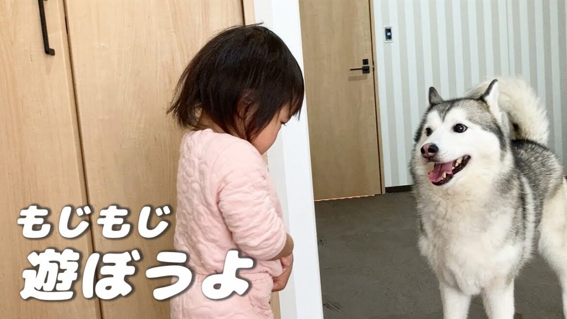 優しい顔のシベリアンハスキーと2歳児妹分の軌跡