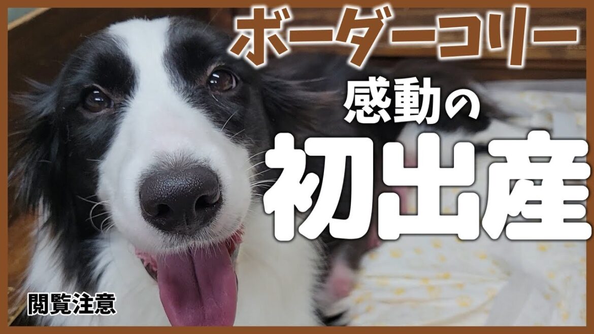 【感動】ボーダーコリー1才 初めての出産！