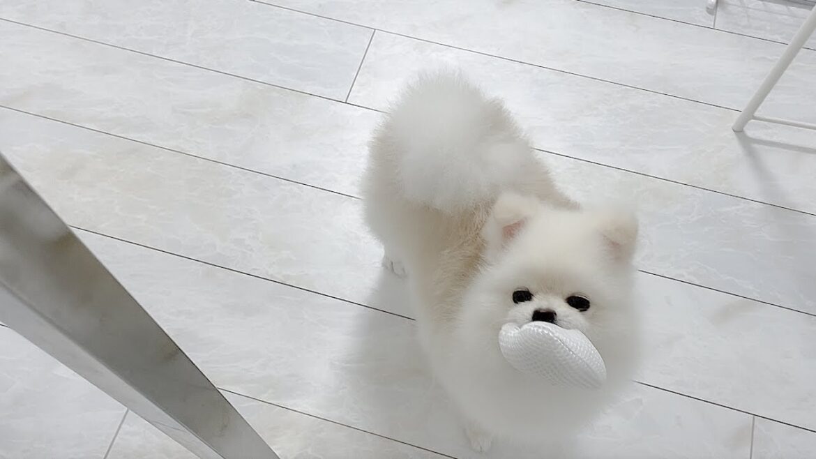 飼い主を見つめるポメラニアンのハクさま。かまちょでかわちい。