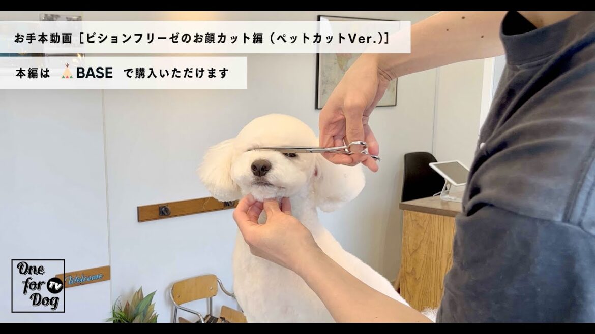 【CM】お手本動画［ビションフリーゼのお顔カット編（ペットカットVer.）］
