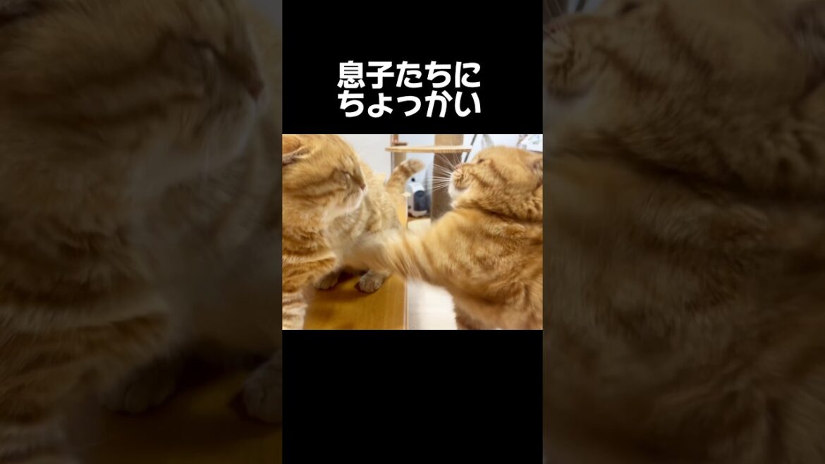 息子たちにちょっかい出しまくりのパパ猫だけど... #猫 #マンチカン #shorts