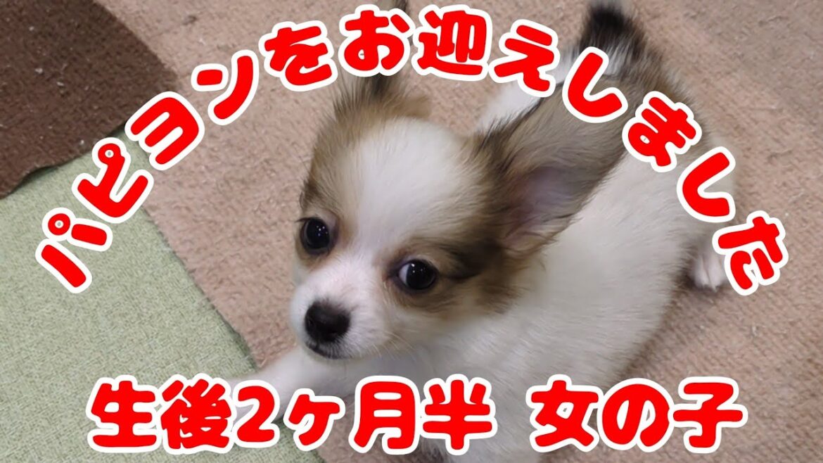パピヨン その名は「あん」ちゃん
