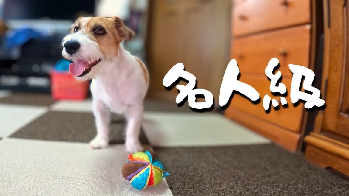 雷の恐怖を味わった後ノーズワークの技を披露する犬