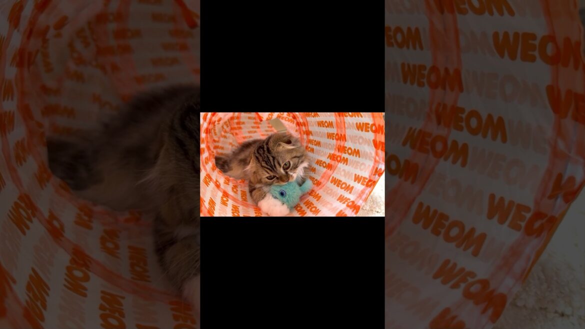 [Short] 😻Cute kitten bringing an alien into the cat tunnel. Elle video No.S140