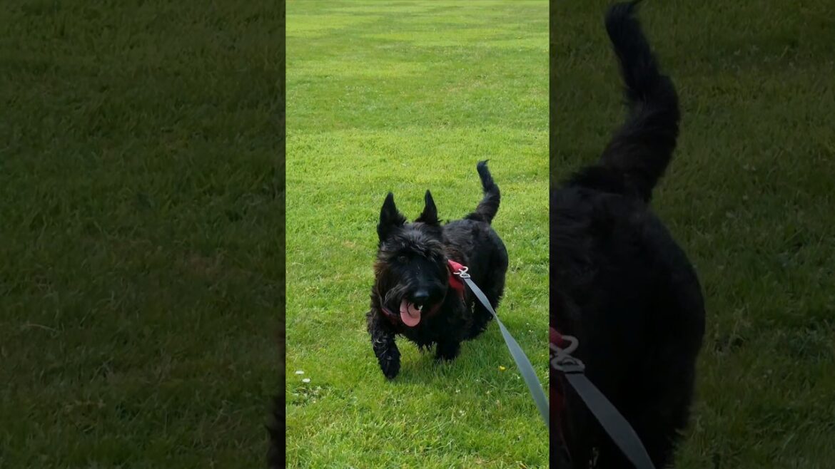 Terriers to make you smile 😃 -  #shortsfeed