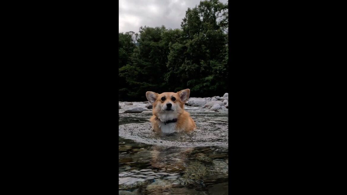 お気に入りの川を歩くコーギー / A corgi walking along her favorite river #corgi #コーギー #サクラ