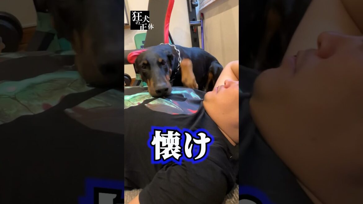 感情をコントロールされるドーベルマン