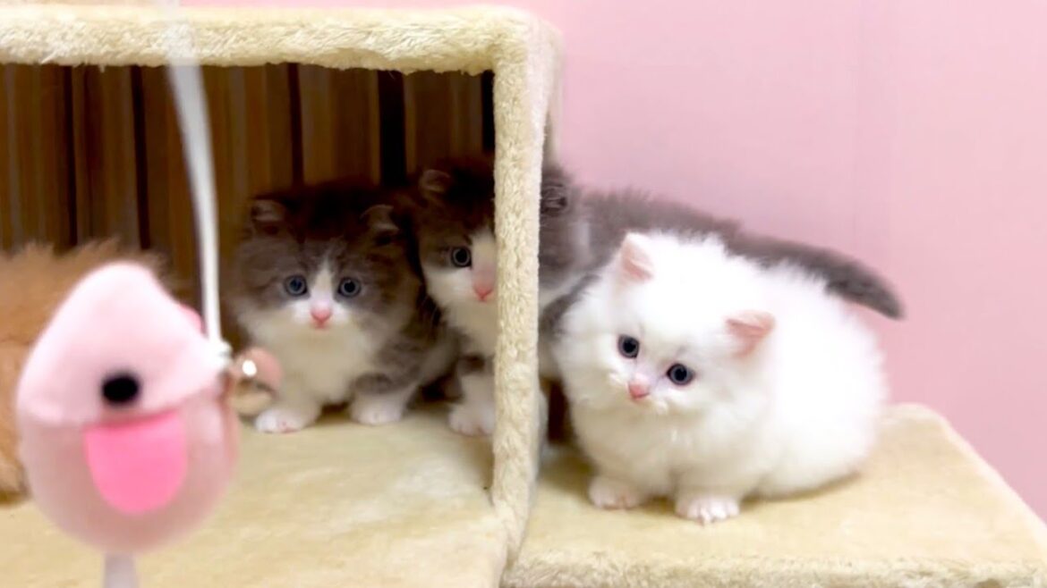 【マンチカンの子猫】最後のネズミ君で子猫達と遊んでみた件 ~猫のいる生活Vol.999~出産動画 マンチカン短足・ミヌエット・ペルシャ猫専門ブリーダー『ペット蔵人』【子猫の成長記録】 【マンチカンの子猫】最後のネズミ君で子猫達と遊んでみた件 ~猫のいる生活Vol.999~出産動画 マンチカン短足・ミヌエット・ペルシャ猫専門ブリーダー『ペット蔵人』【子猫の成長記録】