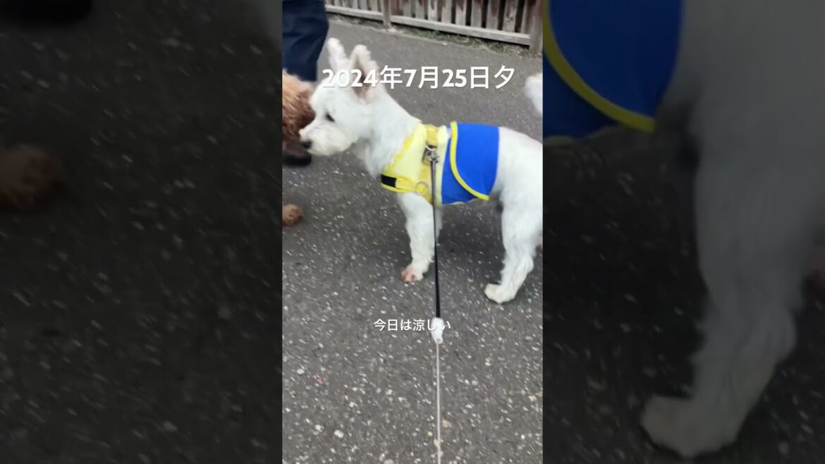 魚が食べたい　#お散歩 #westie #westhighlandwhiteterrier #dog #ウエストハイランドホワイトテリア #ウエスティ