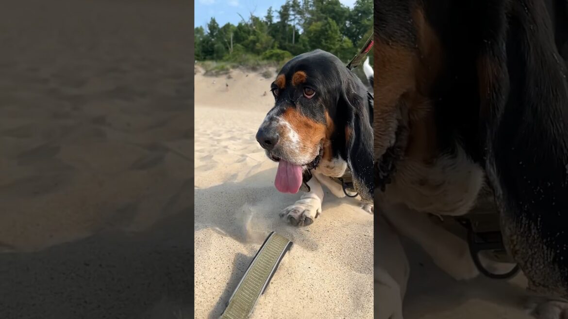 When giant puppy Leo Winston McRib sees me, he’s got one thing on his mind… a walk!
