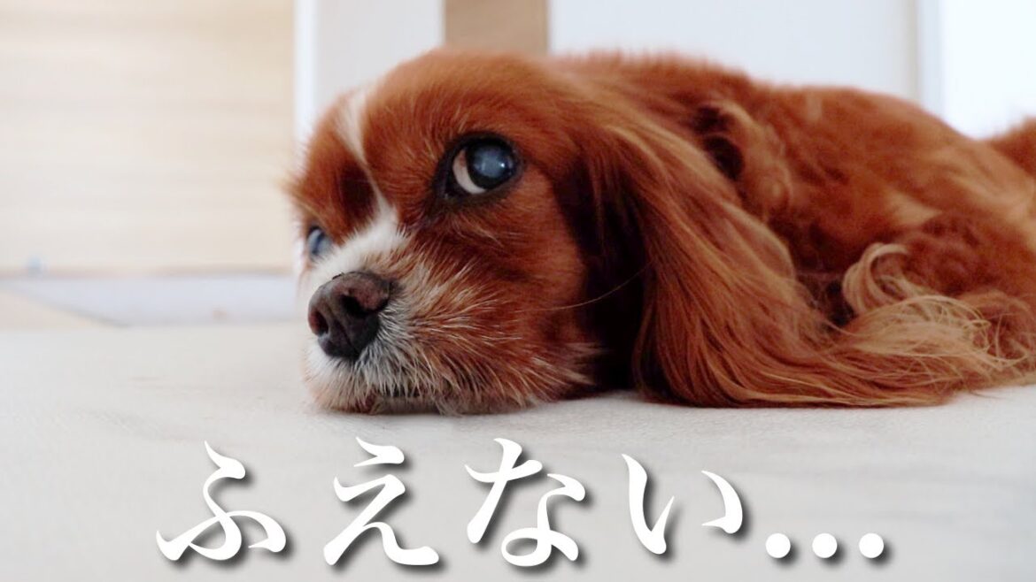 副作用が心配なステロイド治療を愛犬が2ヶ月続けた結果