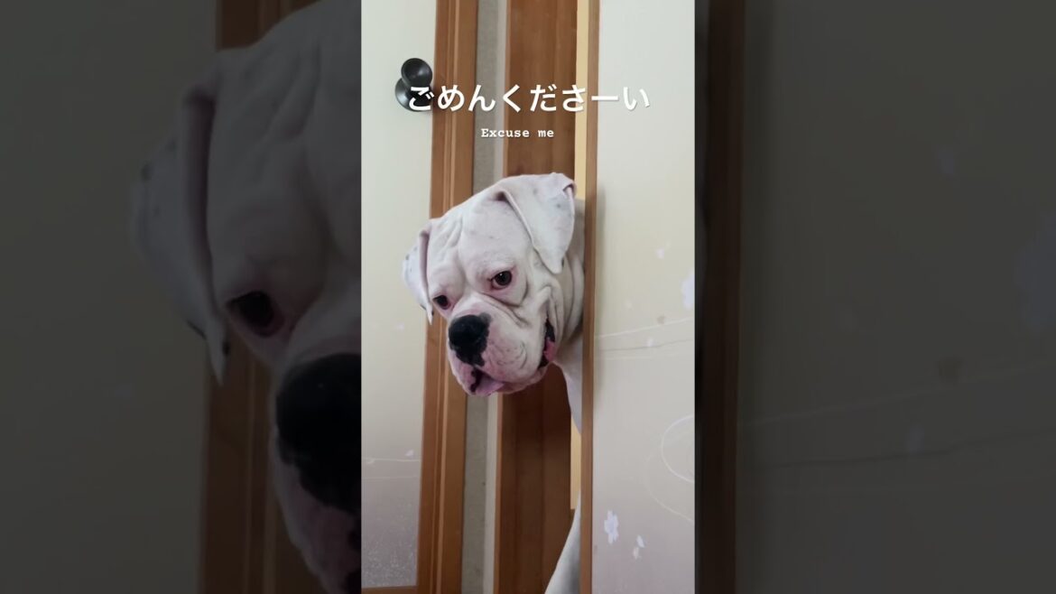 お邪魔します　ボクサー犬