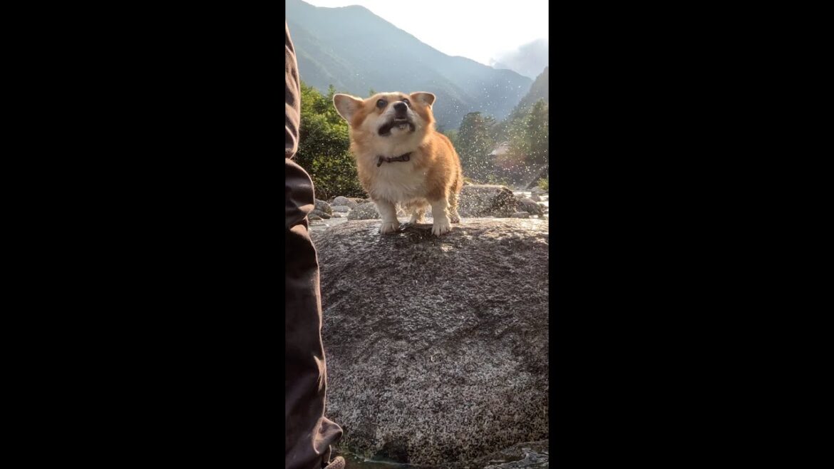 水を振るい落とすコーギー / Corgi shaking off water #corgi #コーギー #サクラ