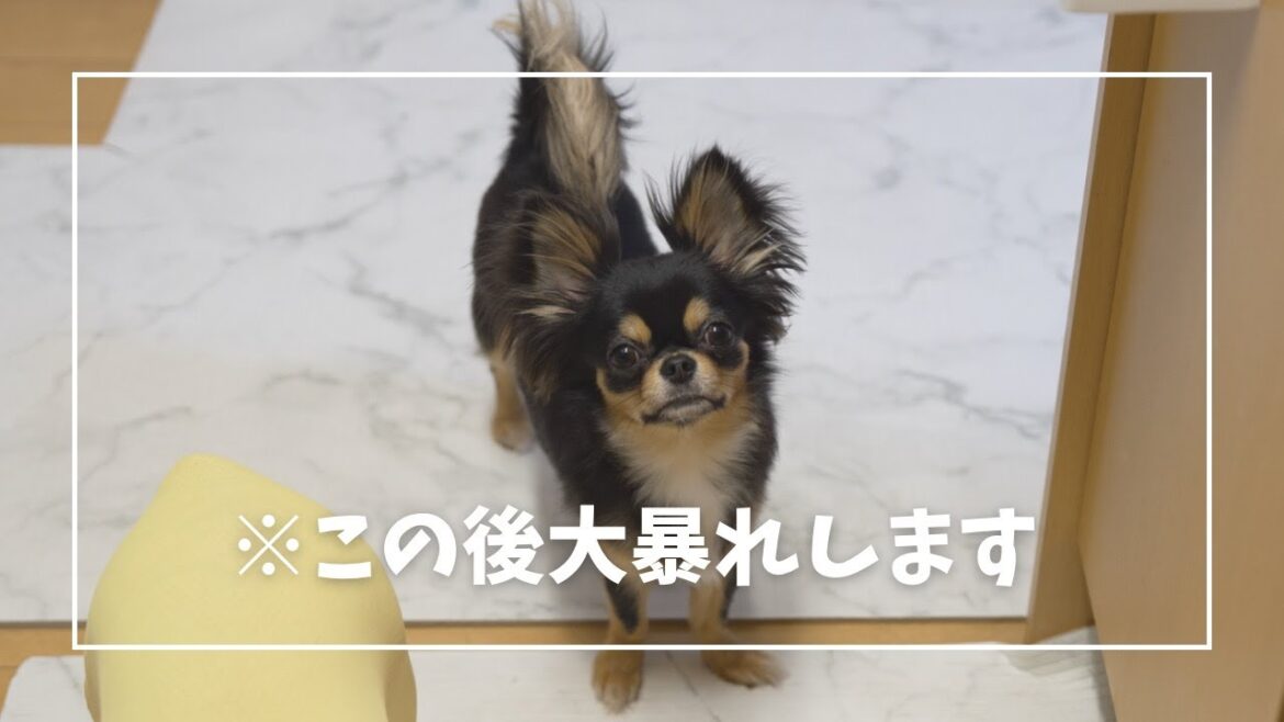 雷の音に突然大暴れし出すチワワ