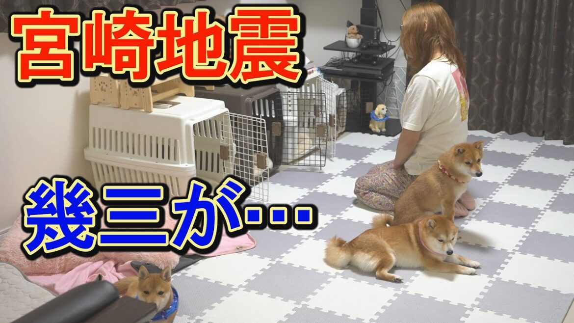 激しい揺れにショックを受けた柴犬が、ハウスから出て来なくなりました・・・