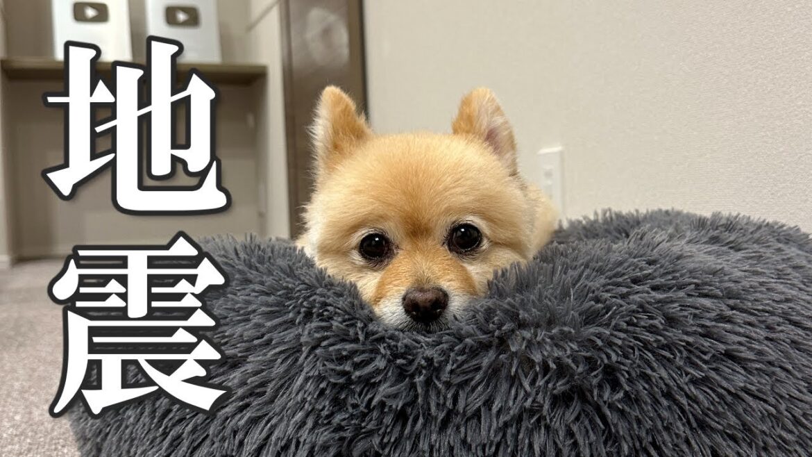 大きな地震がありました…