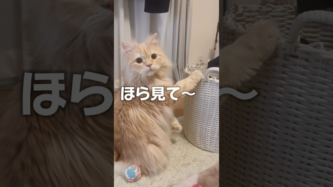 ほら見て、ねこだね〜💕#猫 #スコティッシュフォールド