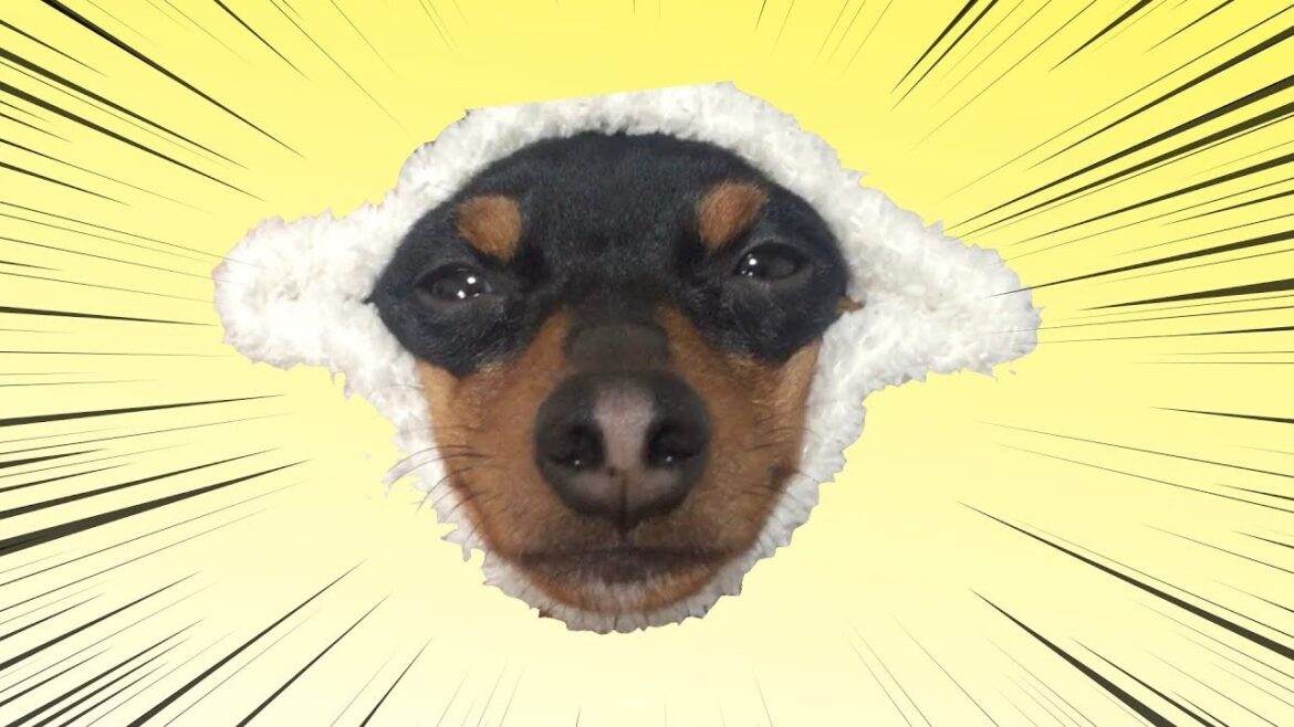１分で癒される犬の寝ぼけ顔【ミニチュアピンシャー】dog