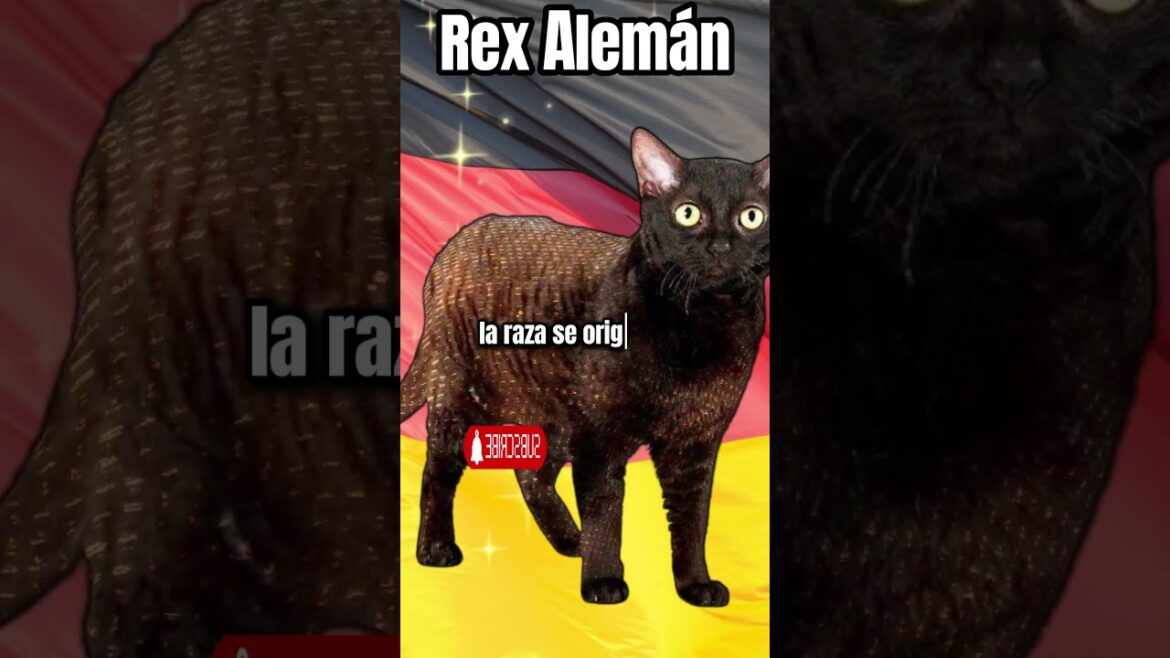 El Gato Rex Alemán #gatos #gatosdivertidos #tendencia #tiktok #datosinteresantes #aprender #funnyvid
