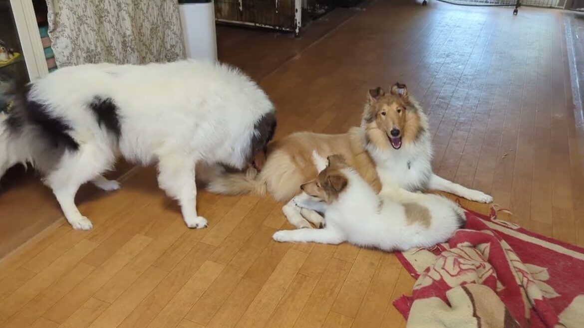 ﾗﾌｺﾘｰMotherlakecollies ピコの子犬　生後77日目　20240805