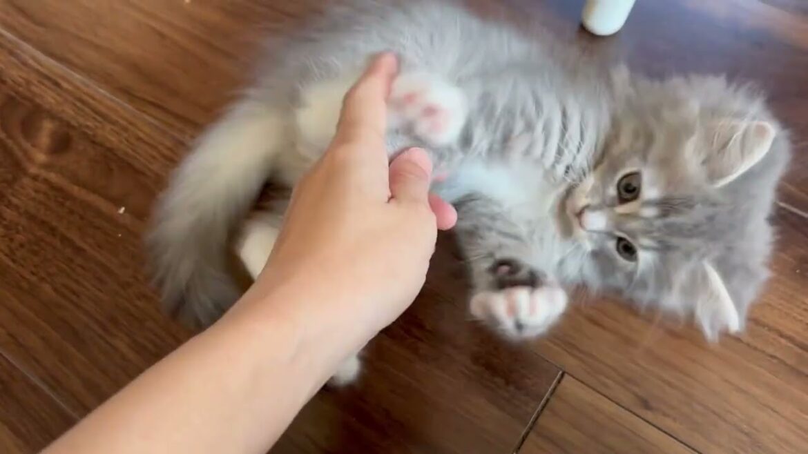 足にまとわりつく子猫　サイベリアンA kitten clinging to your leg. Siberian