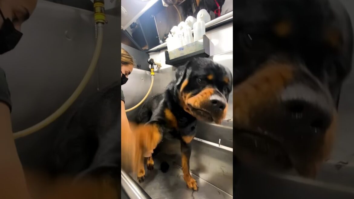 Watch this Rottweiler’s stunning transformation! Grooming magic at its best. Book now! 🐾✨#dog #pets