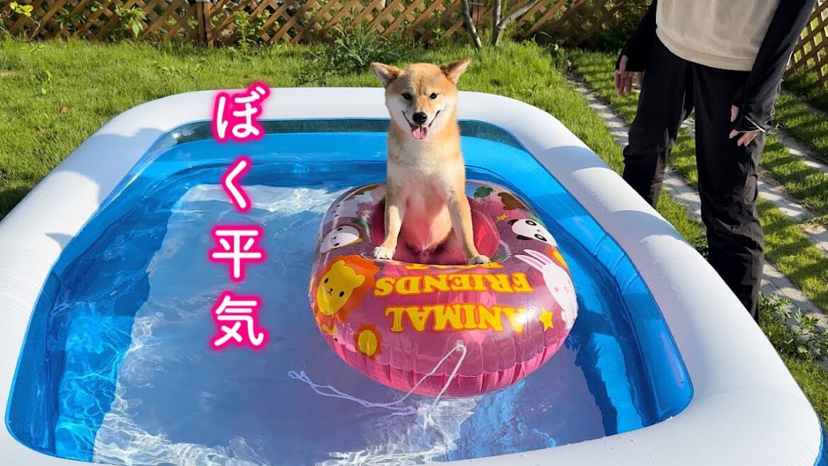 乗り物が苦手なのに大好きなプールでボートを乗りこなす柴犬が可愛い
