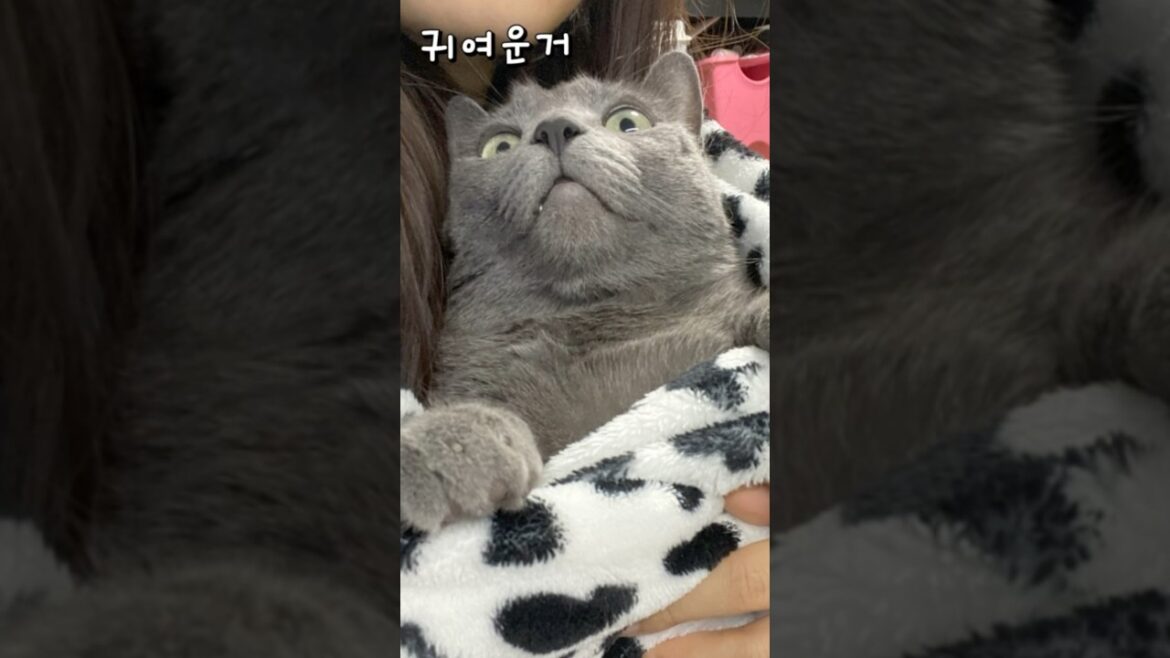 Mom's phone vs dad's phone  #shorts #shortsvideo #memes #ruined