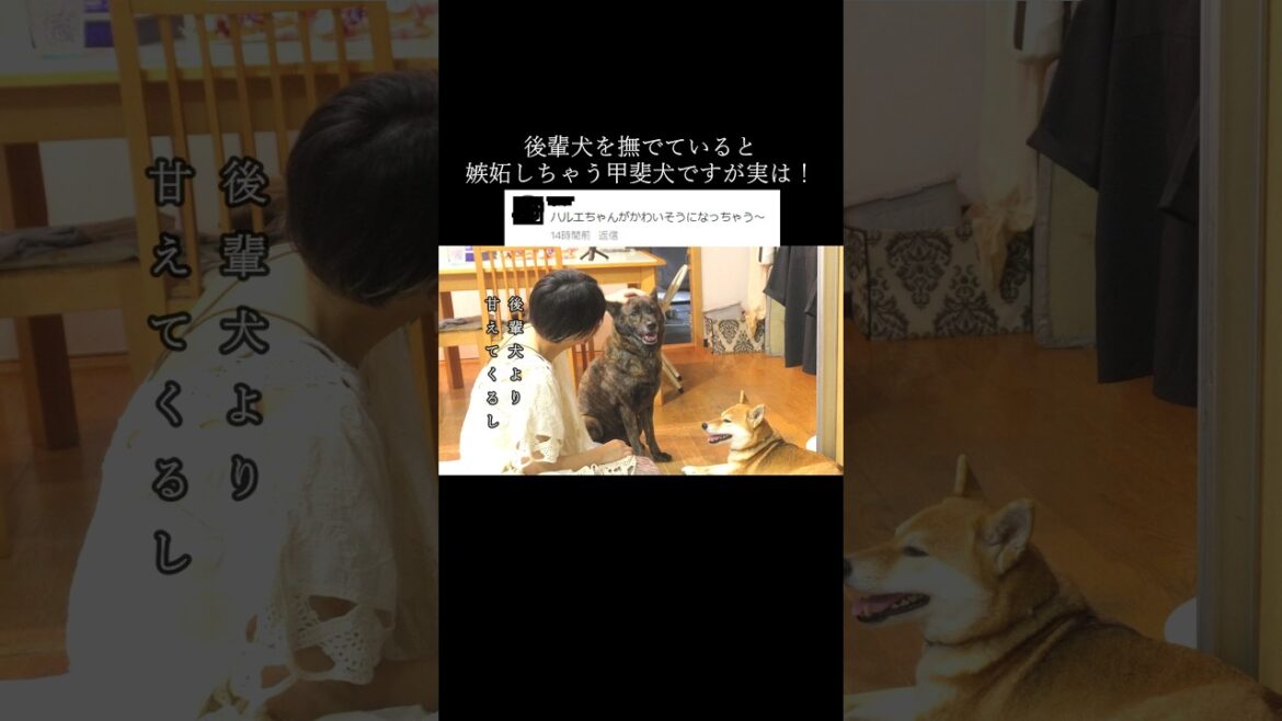 切り取られた部分だけを見ると可哀想な甲斐犬。だけど実際は…!!#甲斐犬 #柴犬 #youtubeshorts 切り取られた部分だけを見ると可哀想な甲斐犬。だけど実際は…!!#甲斐犬 #柴犬 #youtubeshorts