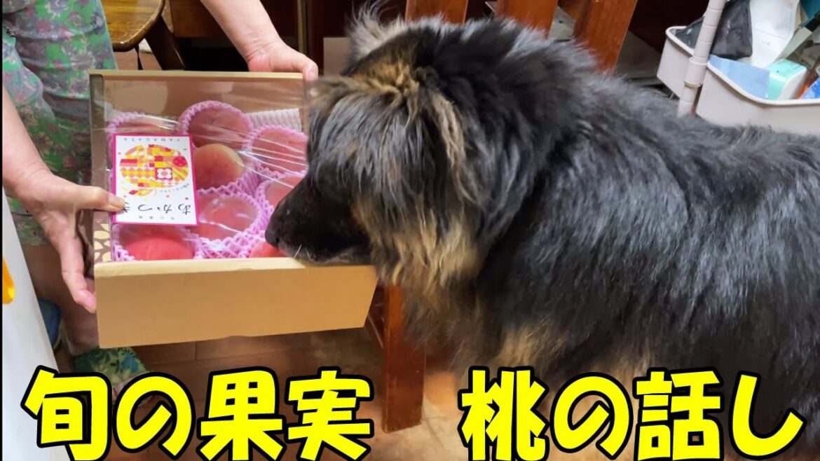 桃の話し・旬の果実桃を美味しく頂きました 桃の話し・旬の果実桃を美味しく頂きました